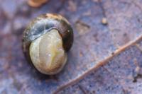 Perforatella incarnata