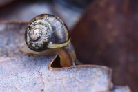 Perforatella incarnata