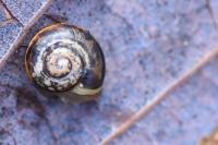 Perforatella incarnata