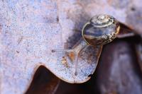 Perforatella incarnata