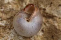 Monacha cartusiana