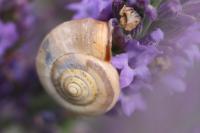 Monacha cartusiana