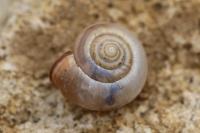 Monacha cartusiana