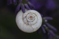 Cernuella aginnica