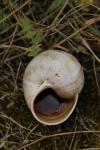 Helix pomatia