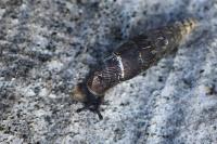 Clausilia bidentata