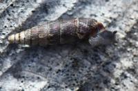 Clausilia bidentata