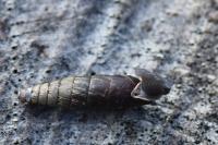 Clausilia bidentata
