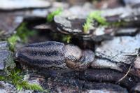 Limax maximus
