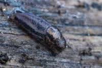 Limax maximus