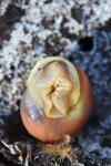Cepaea hortensis