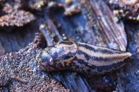 Limax maximus