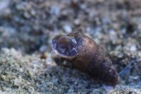 Merdigera obscura