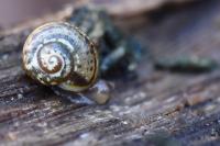 Perforatella incarnata