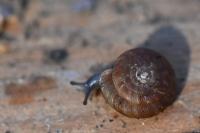 Gonyodiscus rotundatus