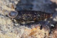 Clausilia bidentata