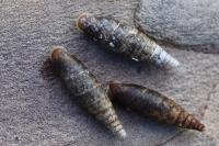 Cochlodina laminata