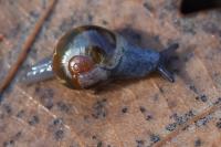 Semilimax pyrenaicus
