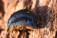 Arion hortensis