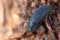 Arion hortensis