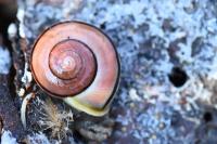 Cepaea hortensis