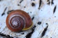 Cepaea hortensis