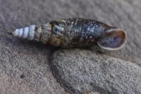 Cochlodina laminata