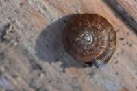 Gonyodiscus rotundatus