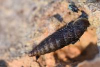 Clausilia bidentata