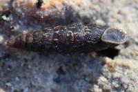 Clausilia bidentata