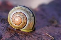 Cepaea hortensis