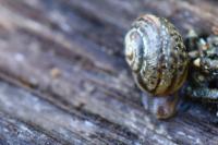 Perforatella incarnata