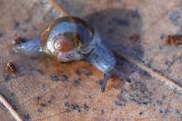 Semilimax pyrenaicus