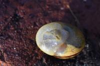 Cepaea hortensis