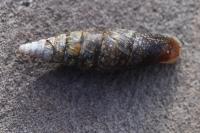 Cochlodina laminata