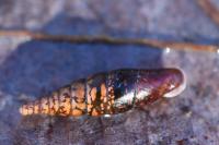 Cochlodina laminata