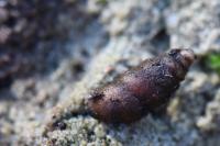 Merdigera obscura
