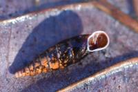 Cochlodina laminata