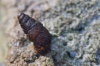 Merdigera obscura