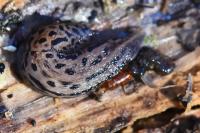 Limax maximus