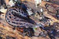 Limax maximus