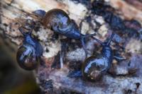 Semilimax pyrenaicus