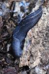Limax cinereoniger