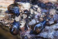 Semilimax pyrenaicus