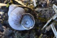 Pomatias elegans