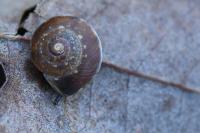 Hygromia cinctella