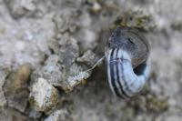 Candidula unifasciata