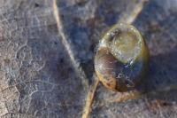 Cepaea