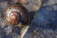 Cepaea