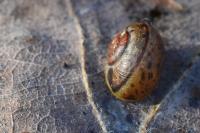 Cepaea